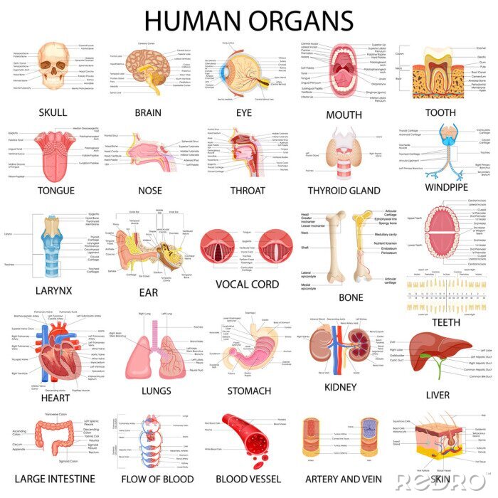 Canvas Menselijke organen