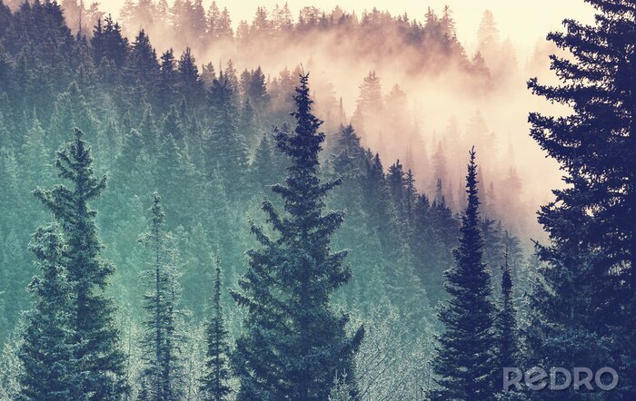 Canvas Mist in het bos