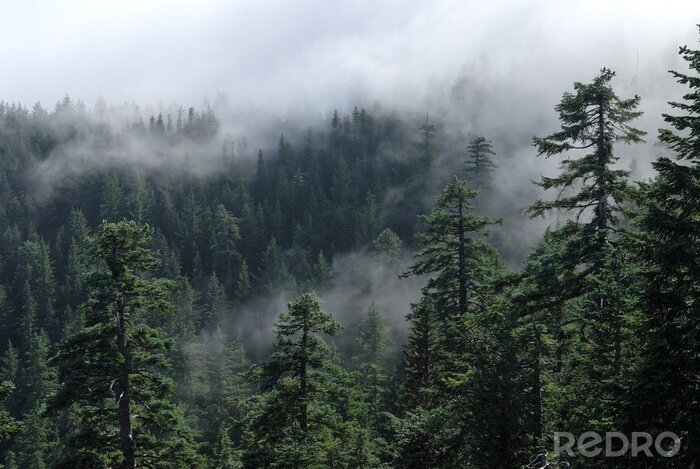 Canvas Mist over het bos