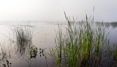 Canvas Mistige natuur aan het meer
