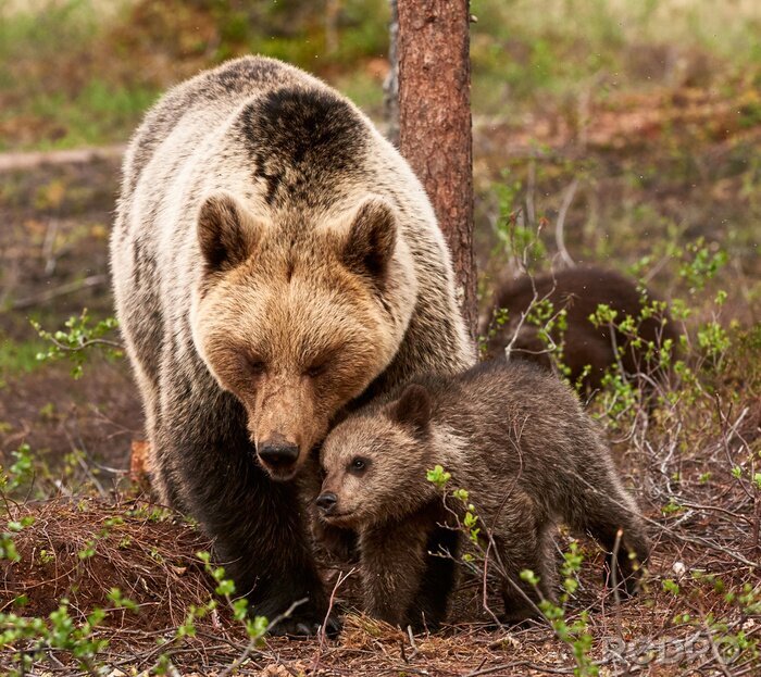 Canvas Moeder beer en Cub