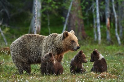 Canvas Moeder beer met welpen