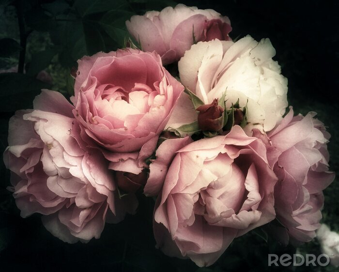 Canvas Mooi boeket roze rozen, bloemen op een donkere achtergrond, zacht en romantisch vintage filter, lijkt op een oud schilderij