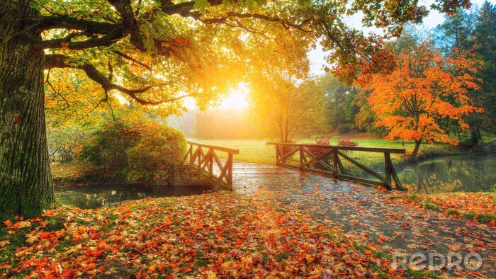 Canvas Mooi herfst landschap in park.