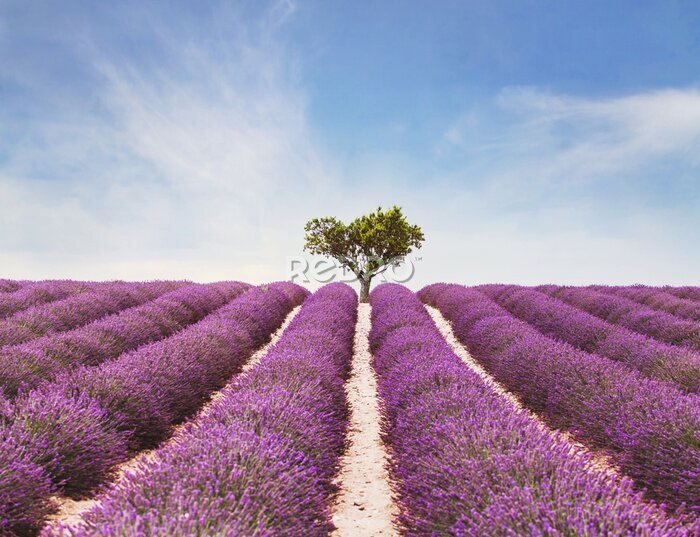 Canvas mooi inspirerend landschap, kleurrijke schoonheid van aard, gebied van lavendelbloemen in bloei en eenzame boom