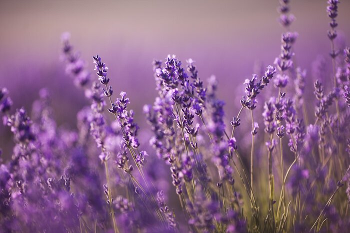 Canvas Mooi lavendelgebied bij zonsondergang