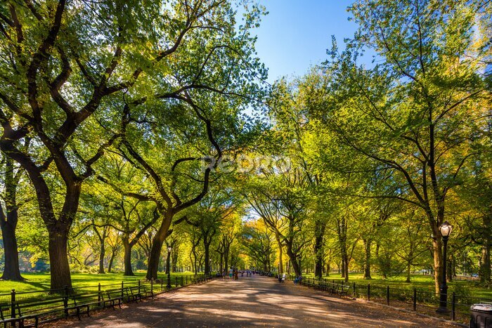 Canvas Mooi park in mooie city..Central Park. De Mall gebied in Central Park in de herfst., New York City, Verenigde Staten