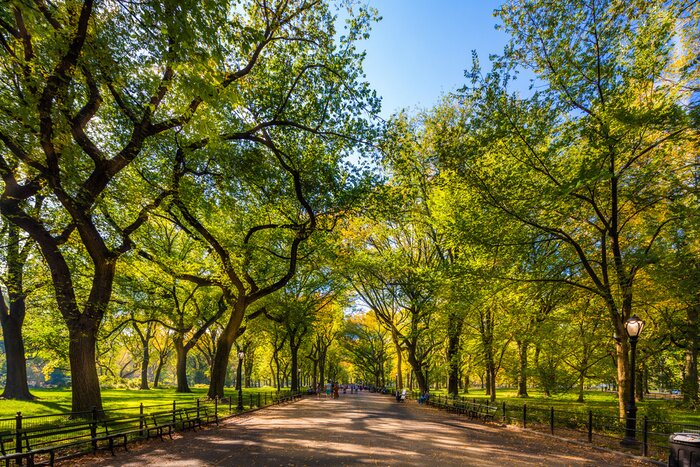 Canvas Mooi park in mooie city..Central Park. De Mall gebied in Central Park in de herfst., New York City, Verenigde Staten