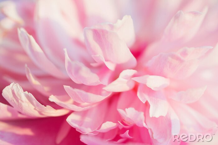Canvas Mooie en zachte roze pioen bloemblaadjes close-up