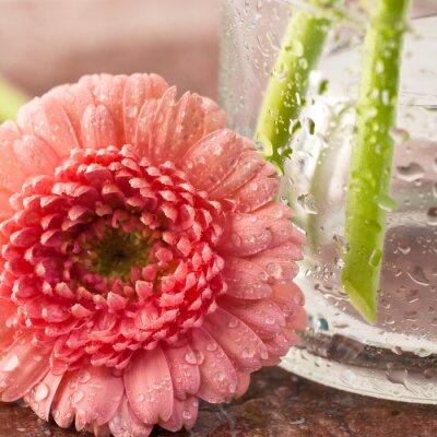 Canvas Mooie gerbera bloem close-up