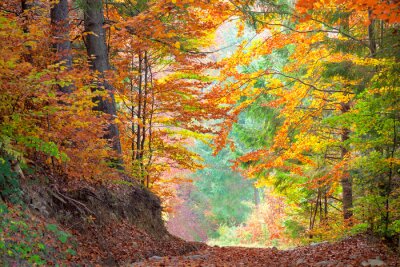 Canvas Mooie herfst bomen in het bos kleurrijke, geel, groen op