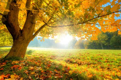 Canvas Mooie herfst boom met gevallen droge bladeren