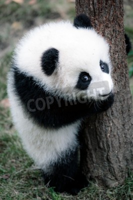 Canvas Mooie panda