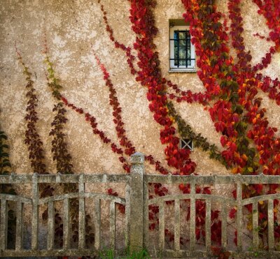 Canvas Mooie rode bladeren op huis muur