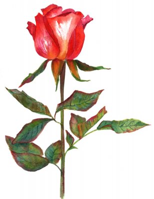 Canvas Mooie tekening met een roos