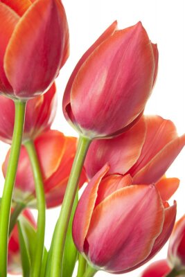 Canvas Mooie verse Tulips / geïsoleerd op wit / verticale met een kopie