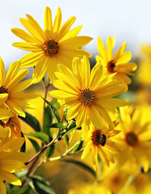 Canvas Mooie zonnebloemen in de wei