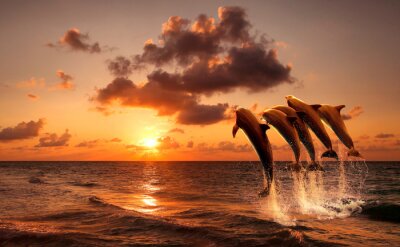 Canvas mooie zonsondergang met dolfijnen springen