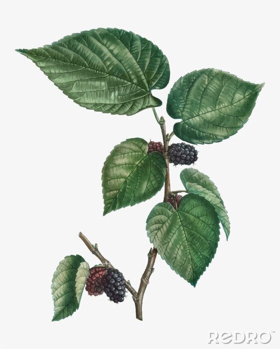 Canvas Mulberry natuur op een takje