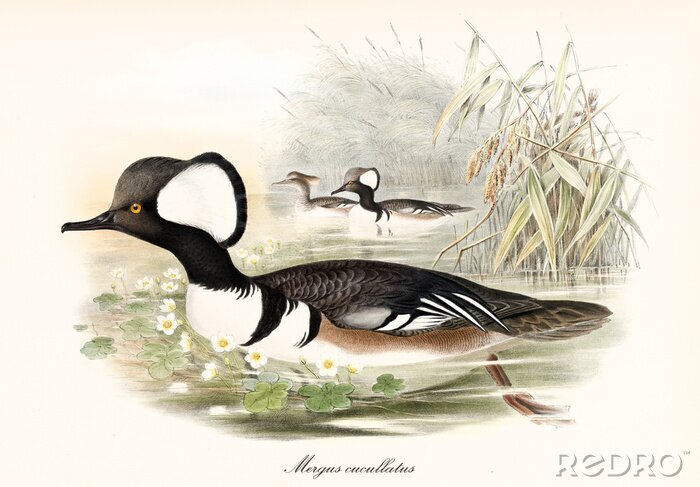 Canvas Multicolor plumaged duck looking bird Hooded Merganser (Lophodytes cucullatus) with its arched black beak swimming in the water of a pond. Detailed vintage art by John Gould publ. In London 1862-1873