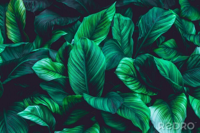 Canvas Muur van groene tropische bladeren