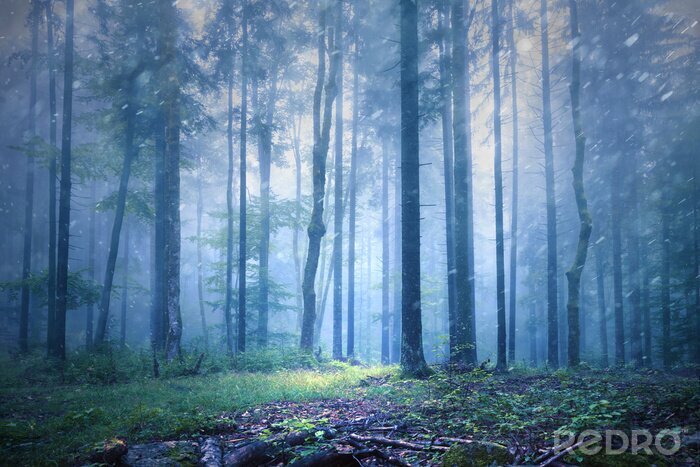 Canvas Mysterieus bos