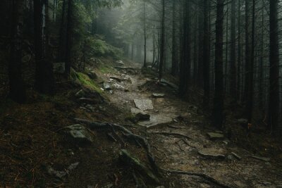 Canvas Mysterieus pad in het bos