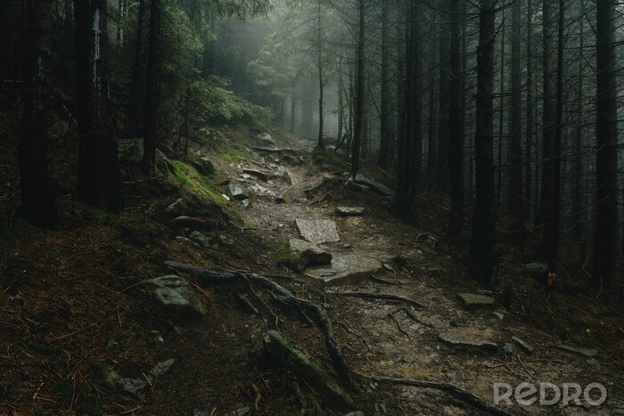 Canvas Mysterieus pad in het bos