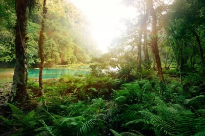 Mysterieuze Maya jungle in het nationale park Semuc Champey Guate