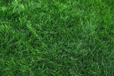 Canvas Natural green grass background, fresh lawn top view