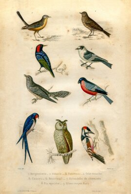 Canvas Natural history: Vogels