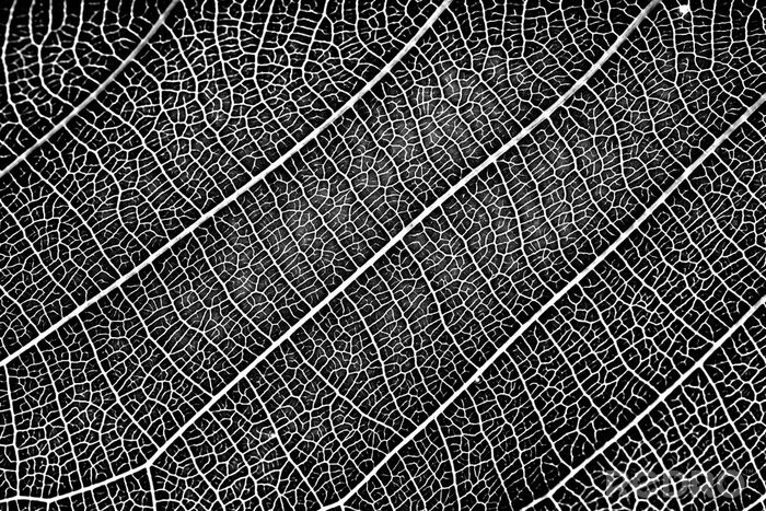 Canvas nature plat leaf veins texture. black and white surface of high detail of macro on plant leaves with grunge dust noise grain effect abstract for background.