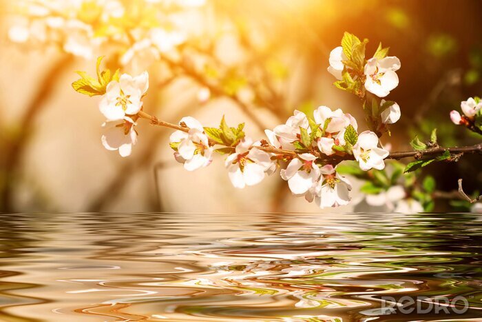 Canvas Natuur aan het water