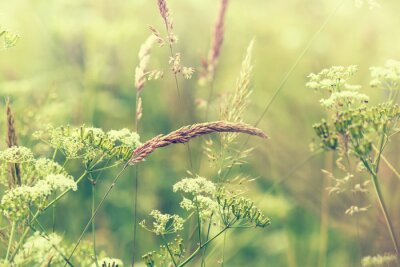 Fotobehang Natuur en bloemrijke weide