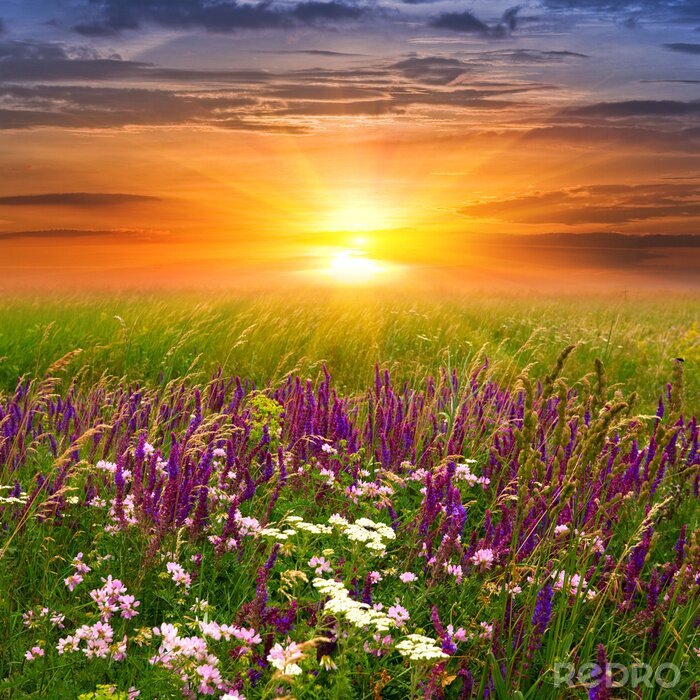 Canvas Natuur en landschappen van lavendel in de velden