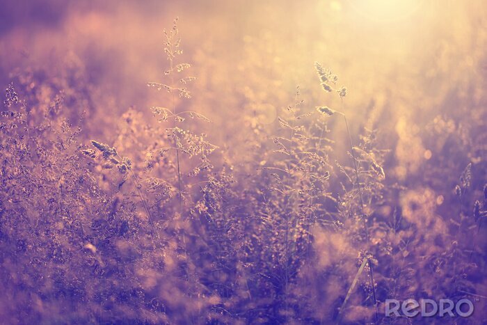 Canvas Natuur en ondergaande zon