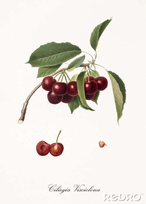 Canvas Natuur- en plantkundegravure van een bos kersen