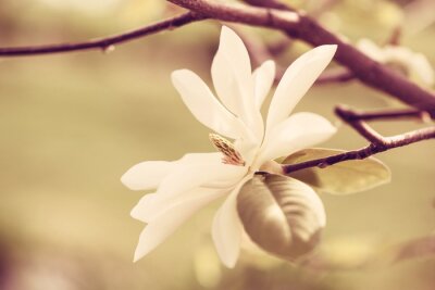Canvas Natuur en prachtige magnolia