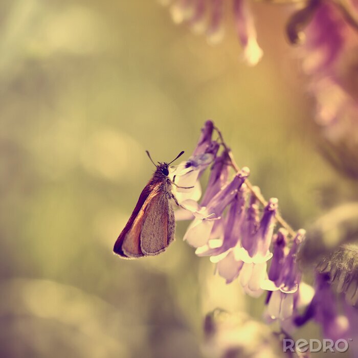 Canvas Natuur en vlinder