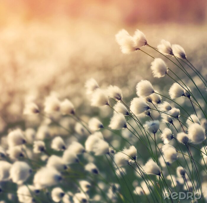 Canvas Natuur en zonnestralen