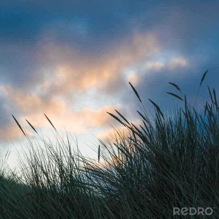 Canvas Natuur in de avond