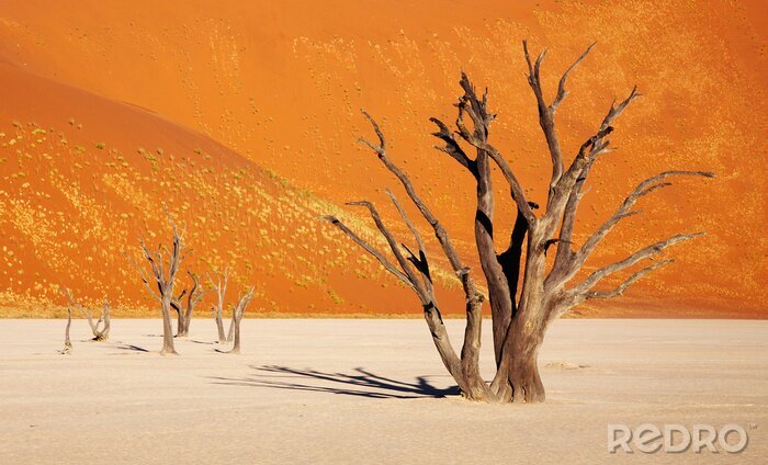 Canvas Natuur in de Namib-woestijn