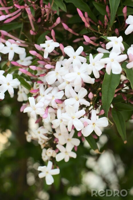 Canvas Natuur in de vorm van jasmijn