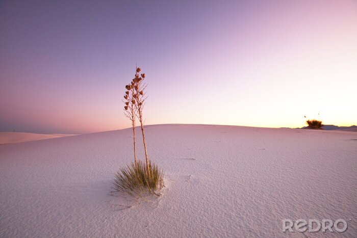 Canvas Natuur in de woestijn in de ochtend