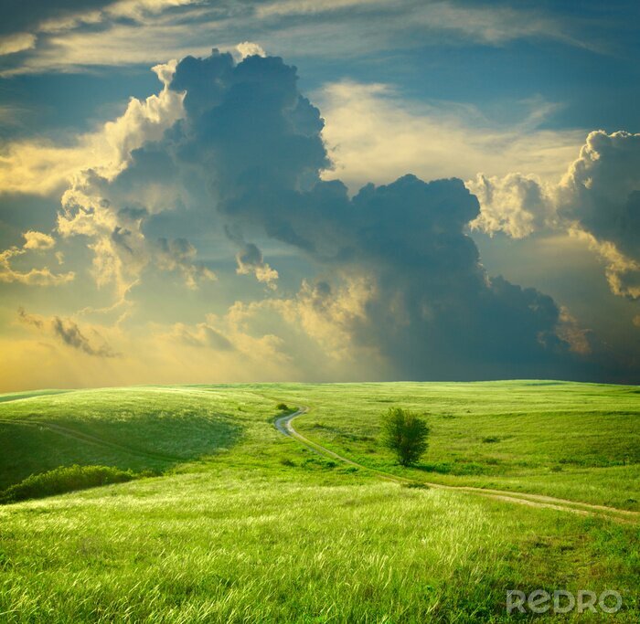 Canvas Natuur in het veld