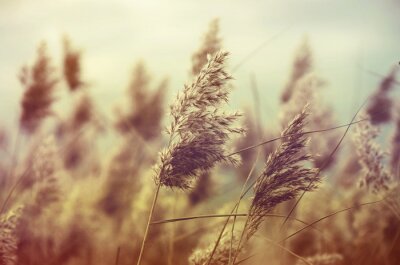 Natuur in vintage stijl