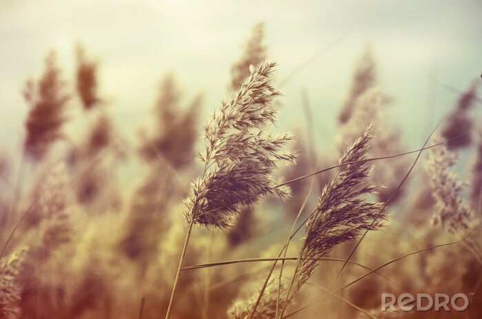 Canvas Natuur in vintage stijl