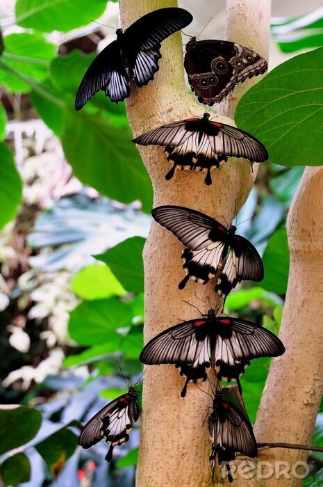 Canvas Natuur zwarte vlinders op een stronk