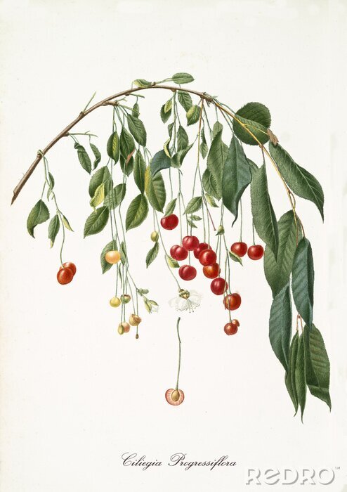 Canvas Natuurlijk hangende rode kersen