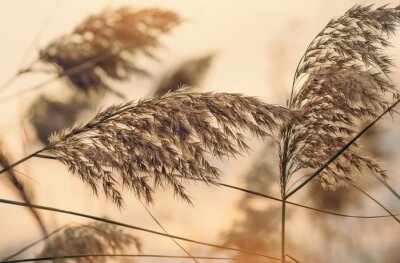 Natuurlijk thema in close-up